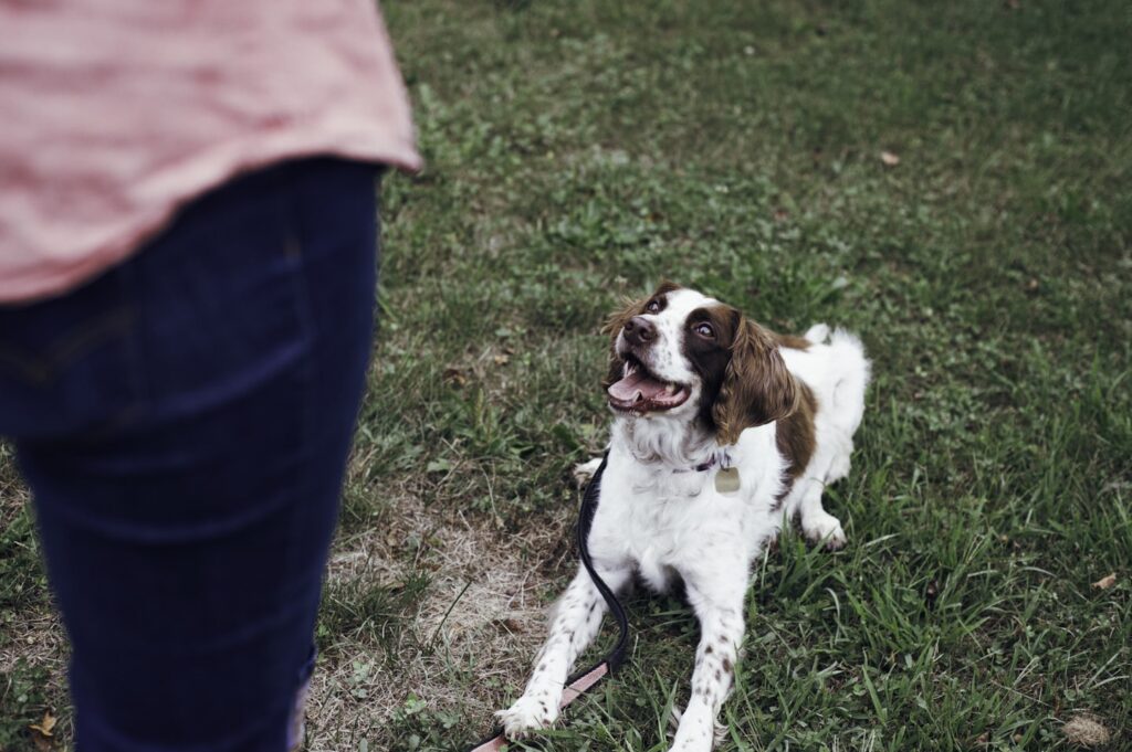 Springer Spaniel an der Leine schaut beim Alltagstraining in Deggendorf aufmerksam zu seinem Menschen
