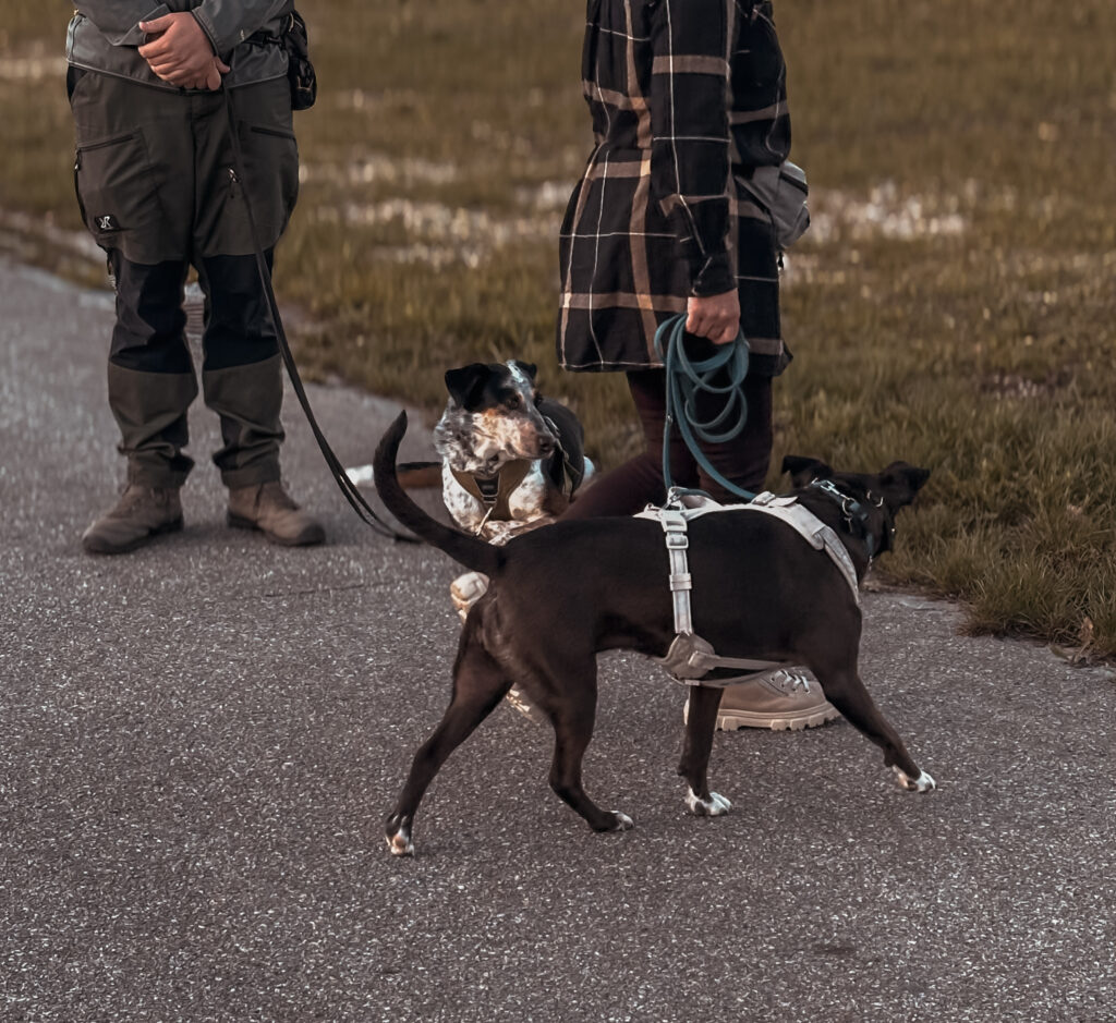 Gruppentraining bei hundsindividuell mit mehreren Hunden in Straubing