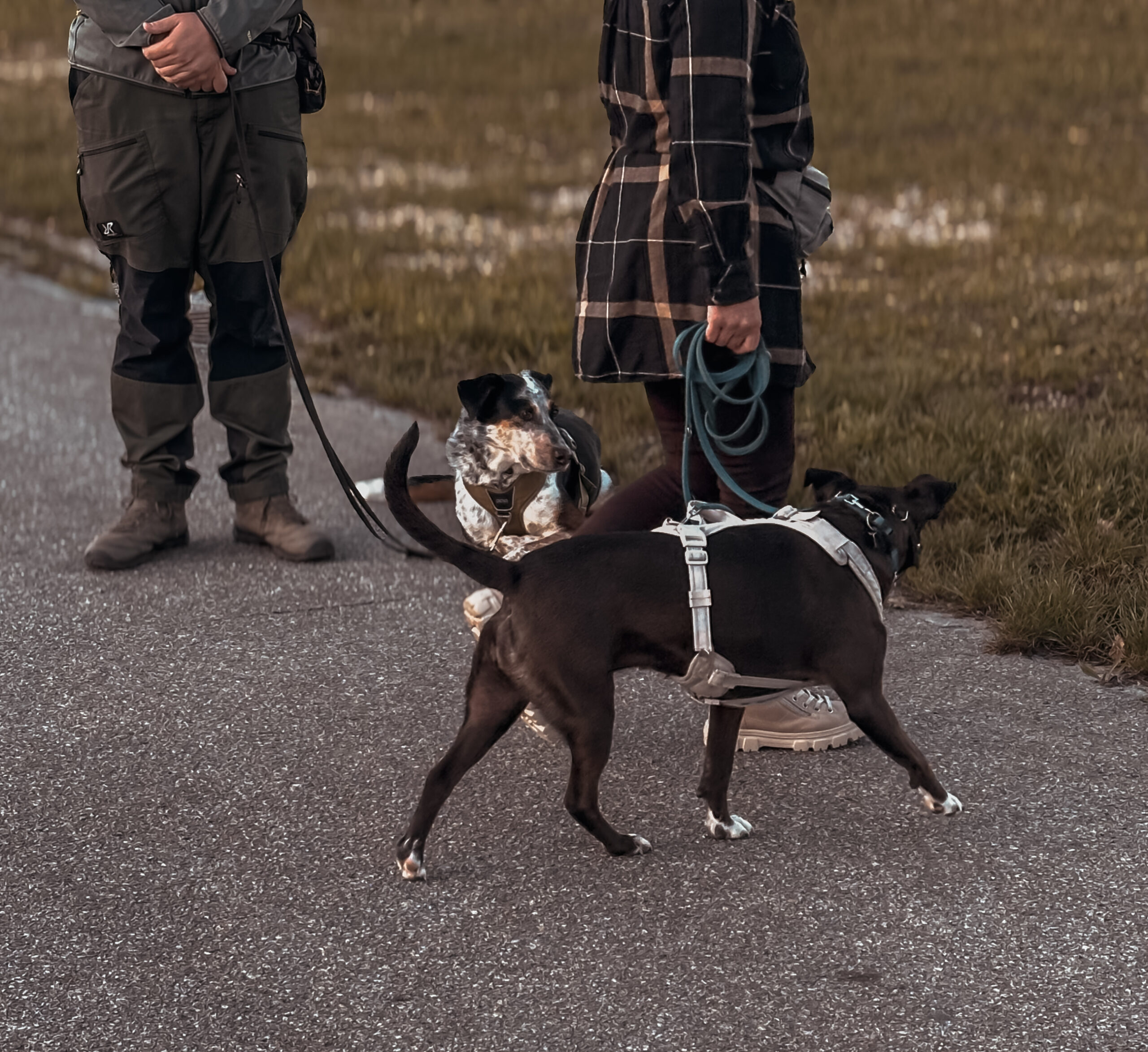 Zwei Hunde an der Leine bei einer ruhigen Hundebegegnung im Alltagstraining in Straubing