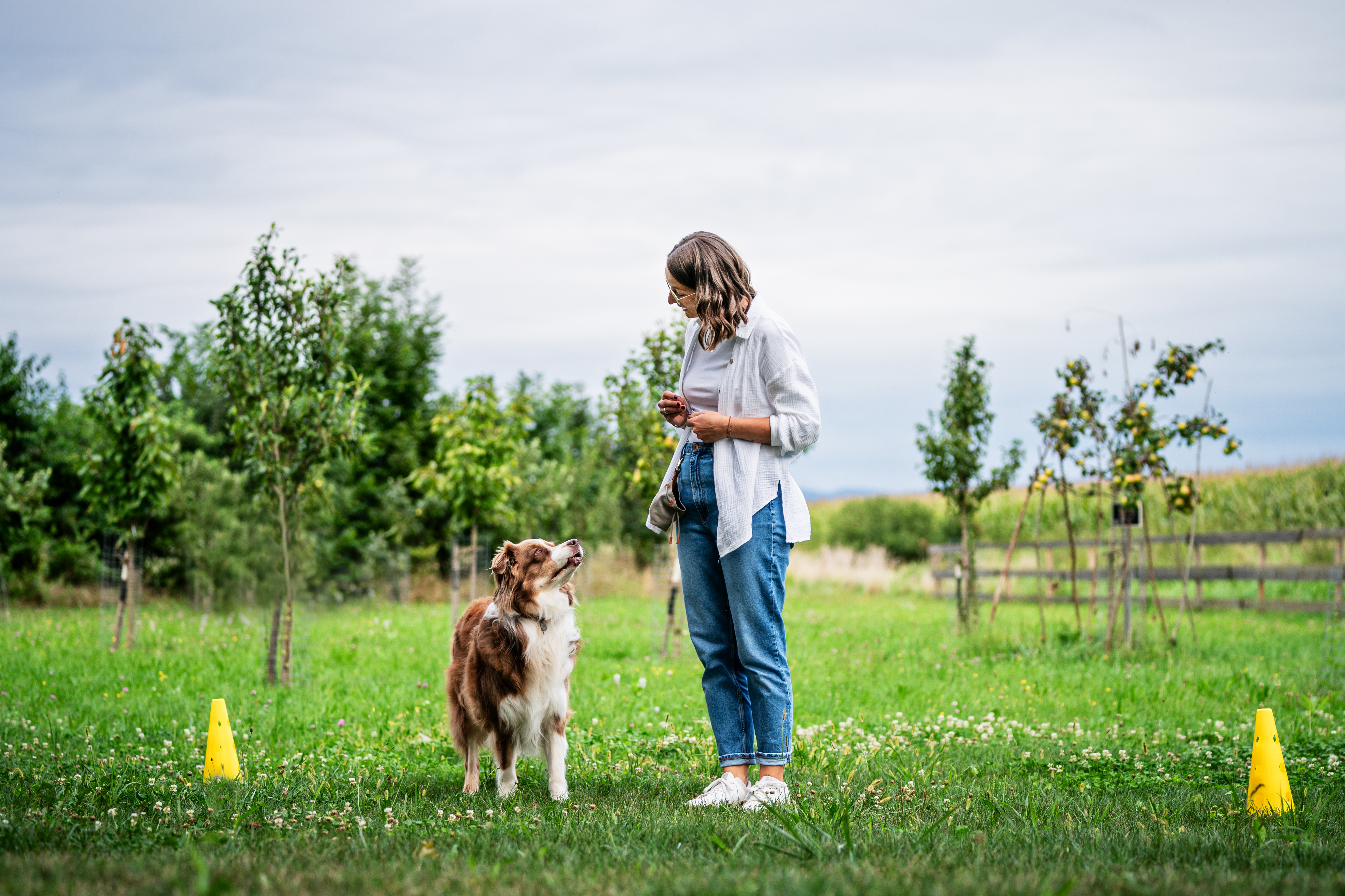 Hundetrainerin übt mit einem Australian Shepherd zwischen gelben Pylonen auf einer Obstwiese – Hundebeschäftigung in Straubing