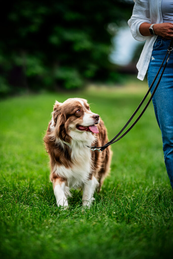 Australian Shepherd läuft an lockerer Leine und schaut aufmerksam zu seinem Menschen hoch – Leinenführigkeitskurs in Straubing