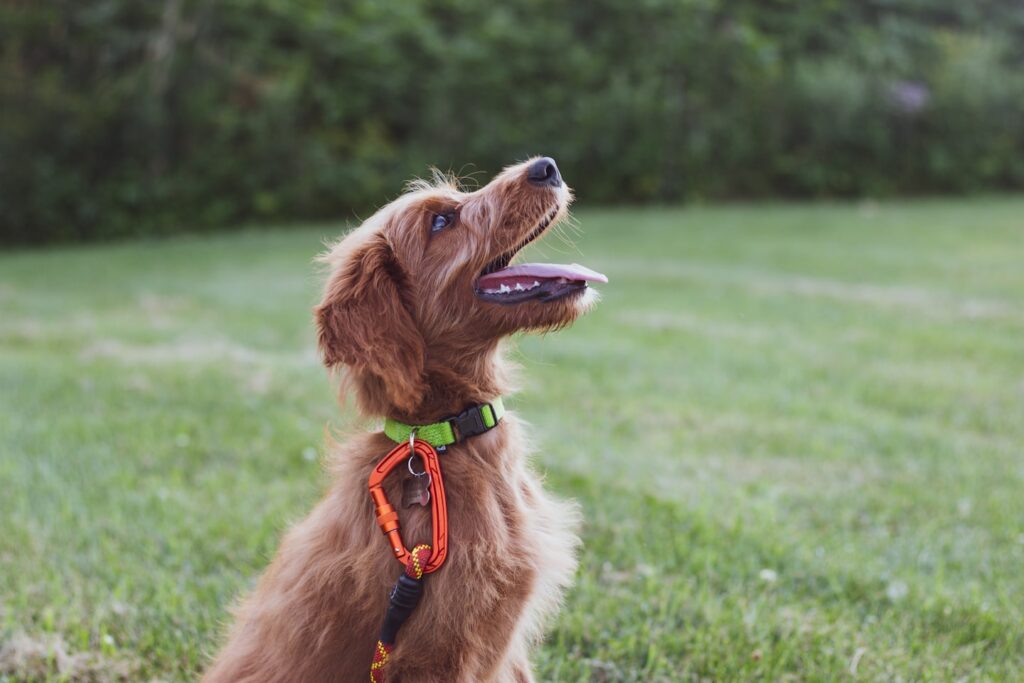 Junger Hund mit lockigem Fell schaut beim Einzeltraining in Deggendorf aufmerksam zu seinem Menschen auf