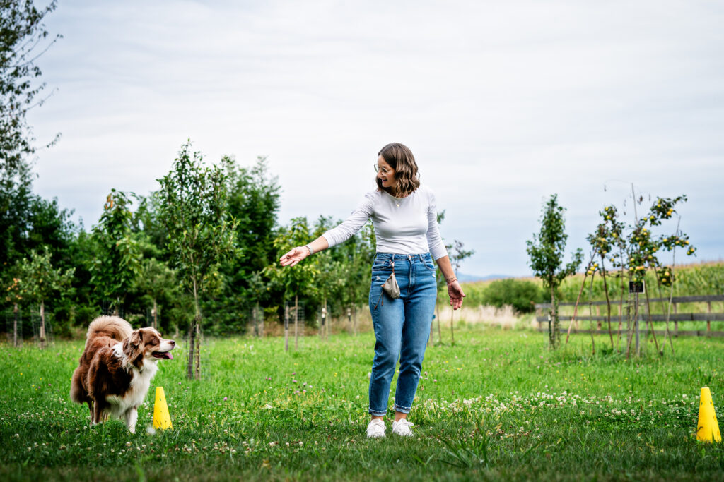 Australian Shepherd beim freien Longieren zwischen gelben Pylonen auf einer Wiese – Hundebeschäftigung bei hundsindividuell in Straubing