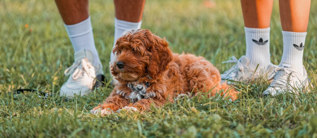 Cockapoo Welpe in der Welpenschule in Straubing-Bogen