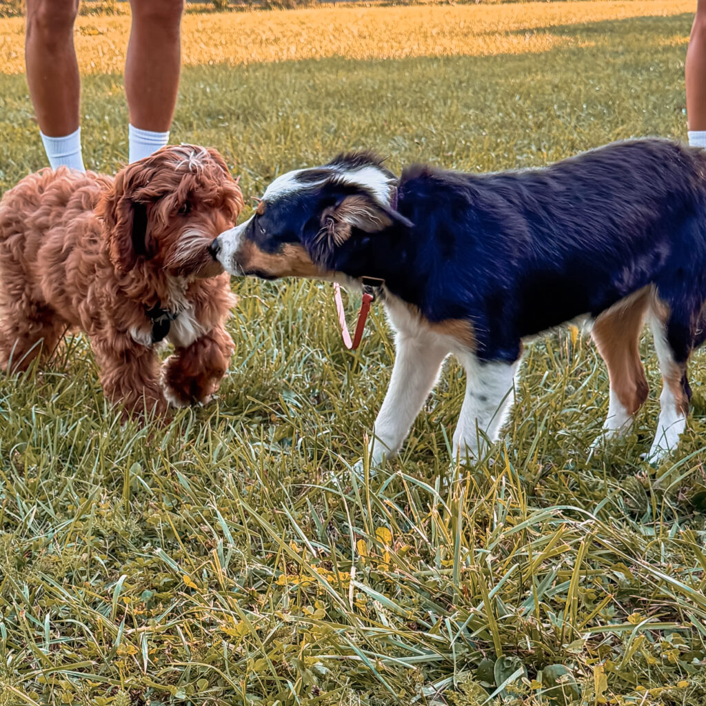 Hundewelpen im Welpentraining in Straubing und Deggendorf