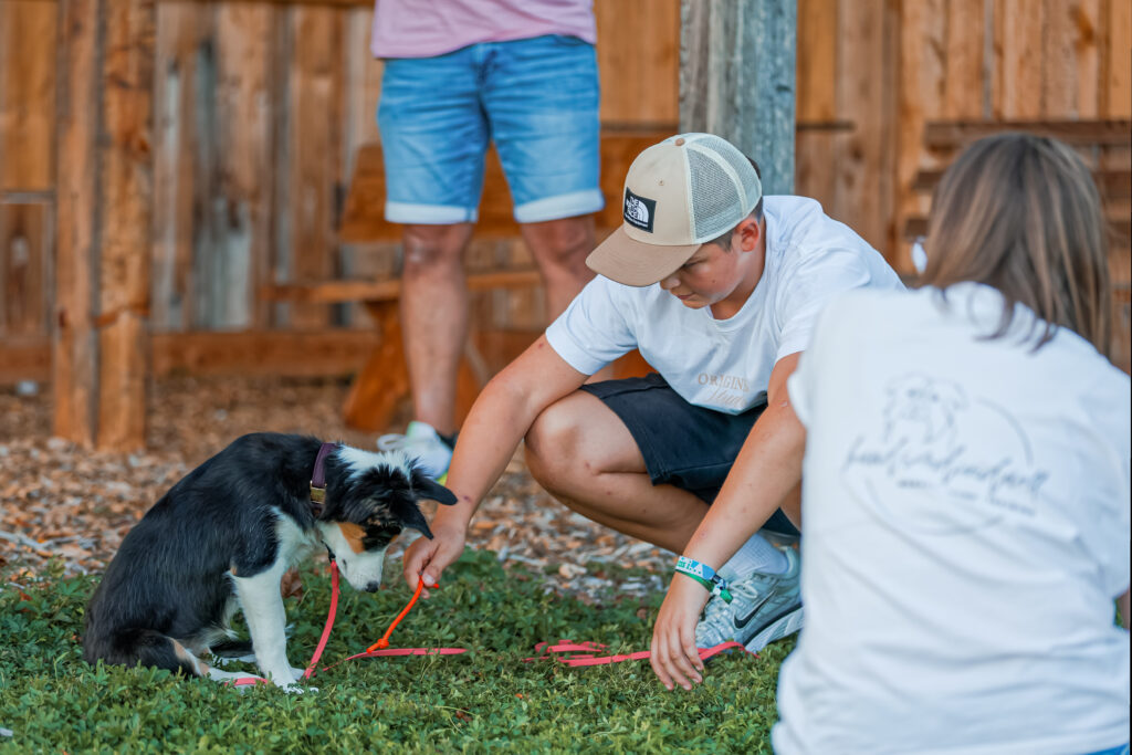 Border Collie in der Welpenschule in Straubing