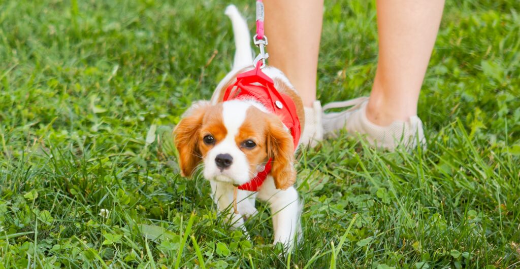 Cavalier-King-Charles-Welpe mit rotem Geschirr schnuppert in der Welpenstunde im Gras neben seiner Halterin