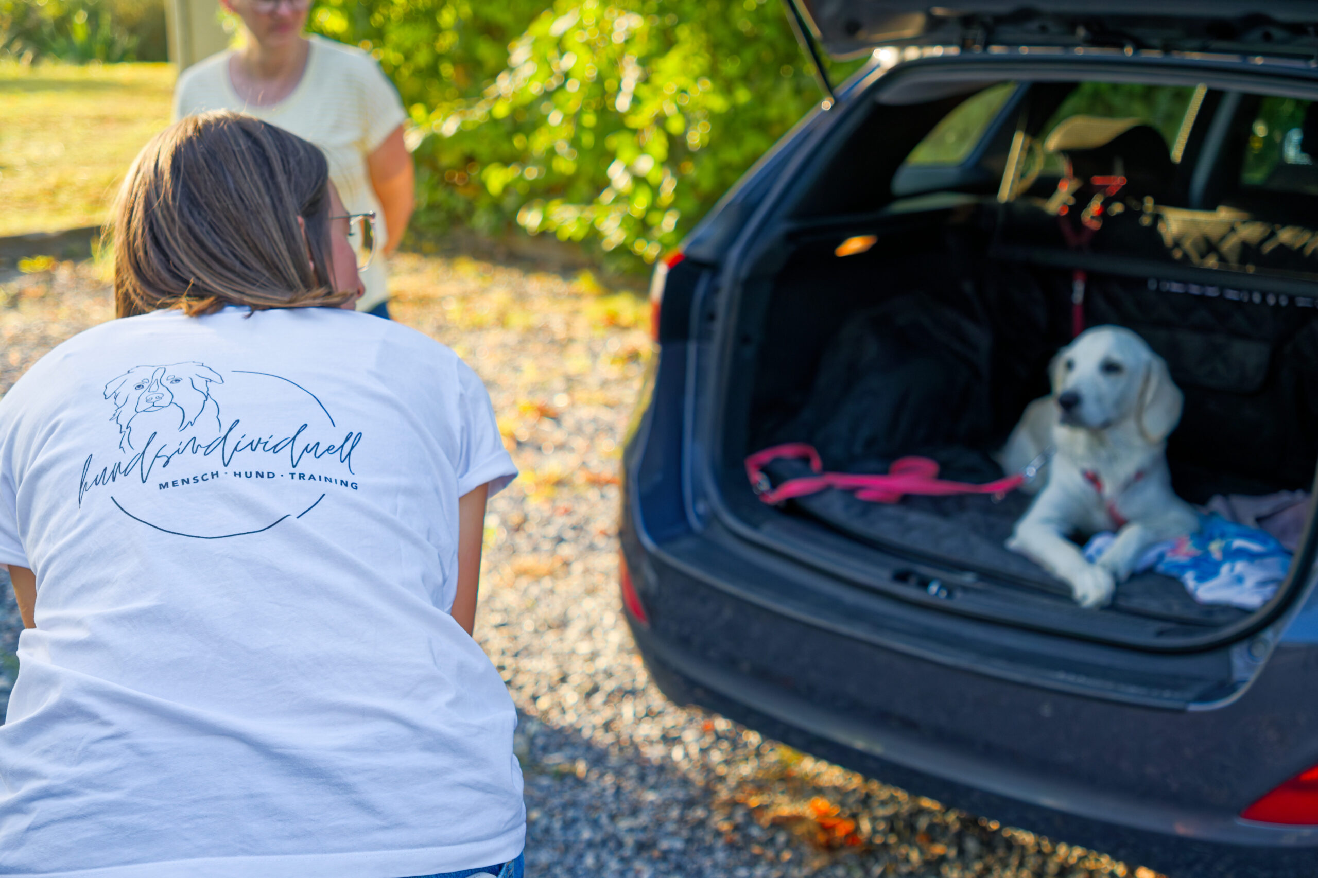 Junger Goldenretriver beim Kofferraumtraining in der Stunde Junghundetraining in Deggendorf