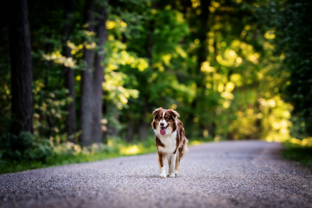 Australian Shepherd steht aufmerksam auf einem Waldweg – Themenkurse Leinenführigkeit und Rückruf in Straubing