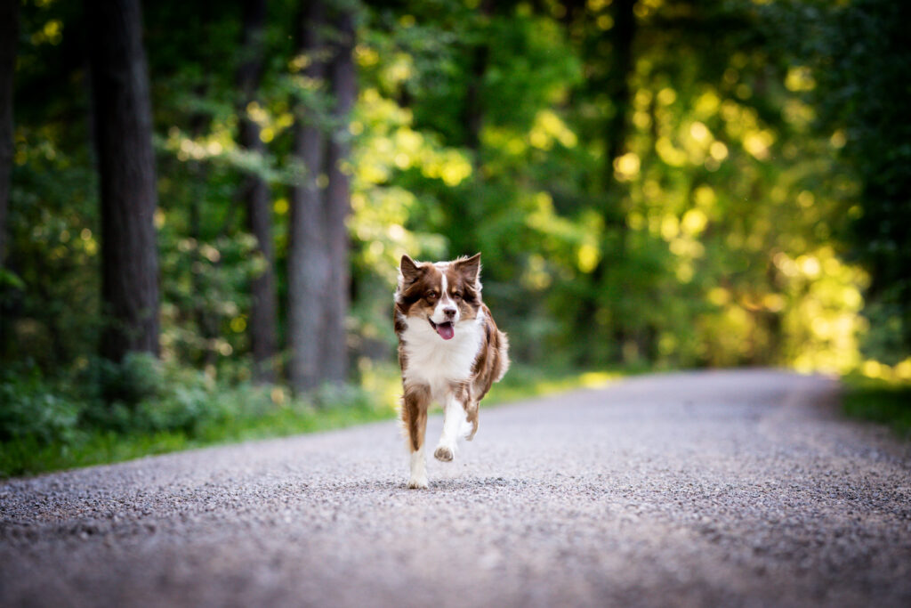 Australian Shepherd kommt auf einem Waldweg freudig angelaufen – Rückrufkurs in Straubing