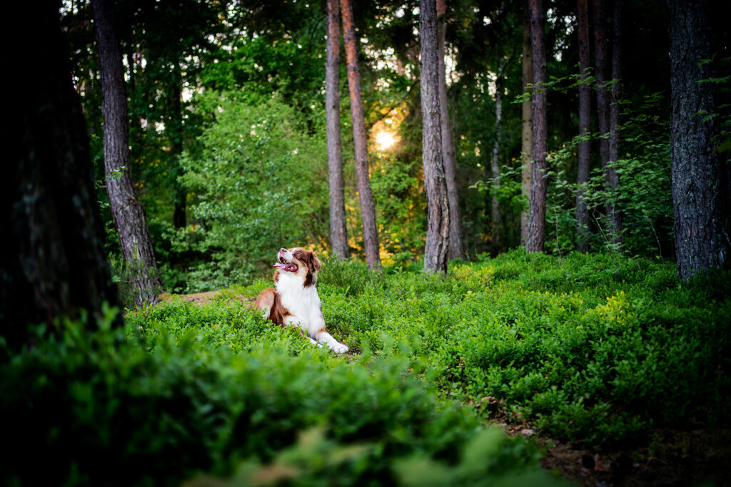 Australian Shepherd liegt entspannt im Wald zwischen Heidelbeersträuchern – Themenkurse bei hundsindividuell