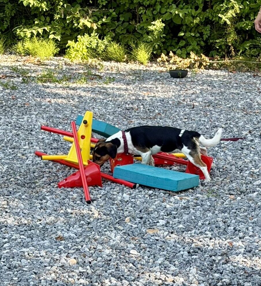 Hund löst eine Denkaufgabe bei Köpfchen & Körper – Hundebeschäftigung in Straubing