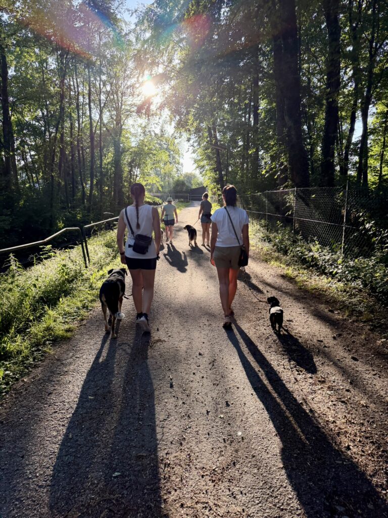 Gruppe von Mensch-Hund-Teams beim gemeinsamen Social Walk auf einem Waldweg bei Deggendorf