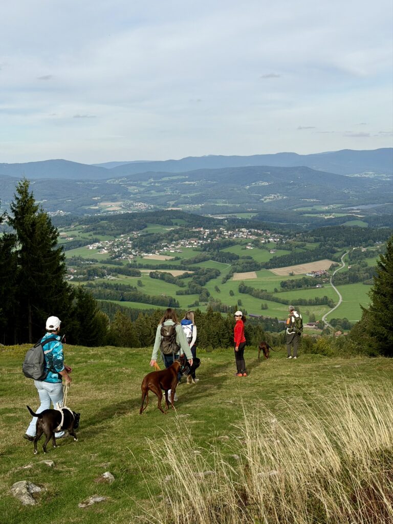 Mensch-Hund-Teams beim Social Hike auf einer Anhöhe mit Blick über den Bayerischen Wald
