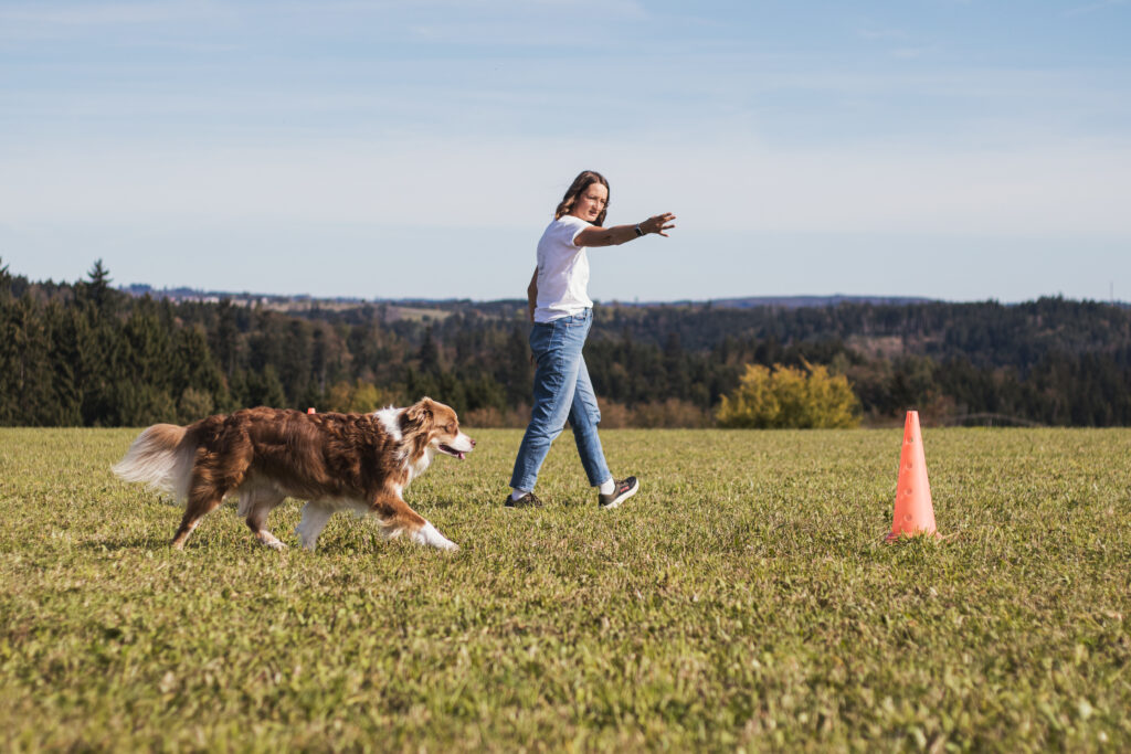 Australian Shepherd läuft frei im Kreis um eine Pylone, die Hundetrainerin lenkt ihn mit Körpersprache – freies Longieren in Deggendorf
