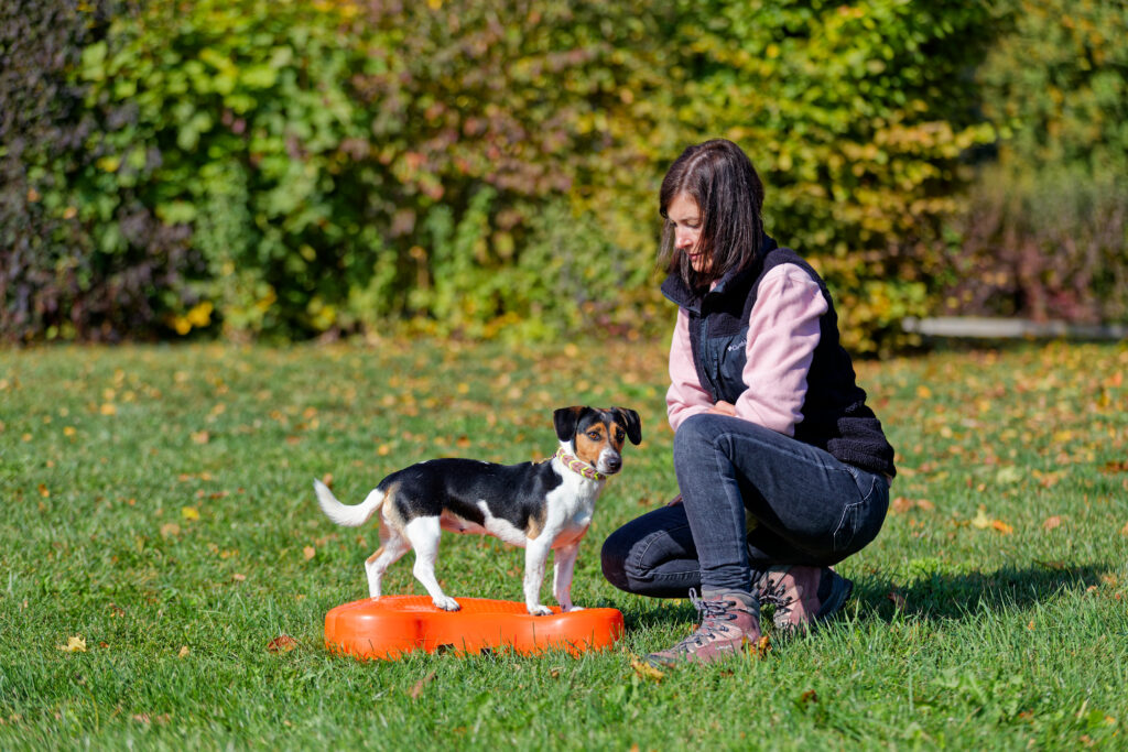 Jackrussel Terrierhündin mit ihrer Besitzerin bei der Hundebeschäftigung in Straubing