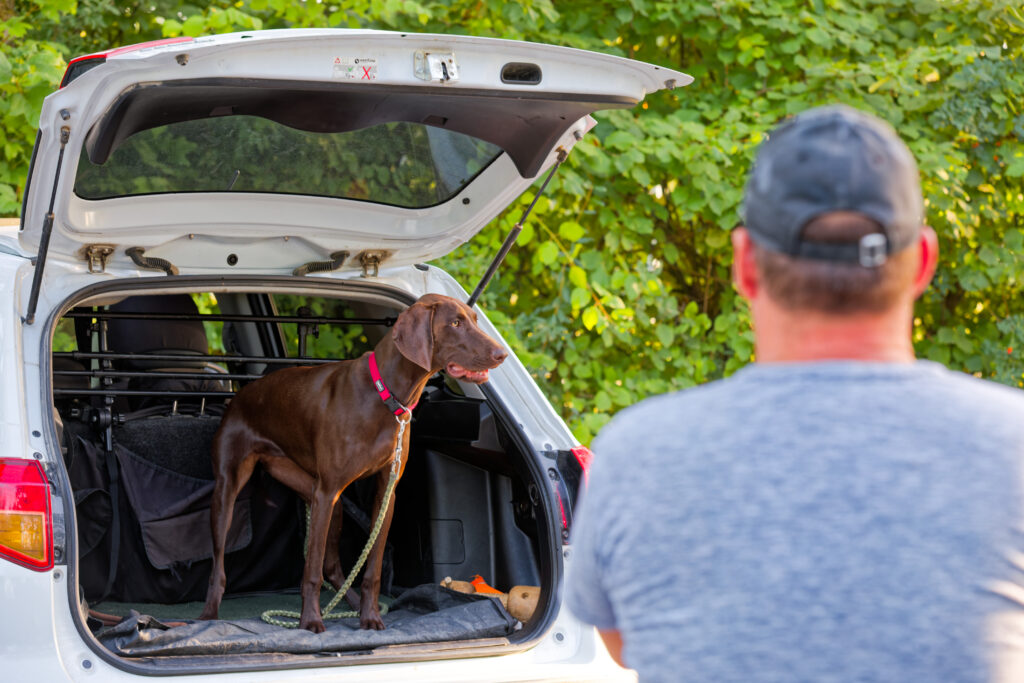 Brauner Hund steht ruhig im geöffneten Kofferraum und schaut sich um – Alltagstraining im Raum Straubing und Deggendorf