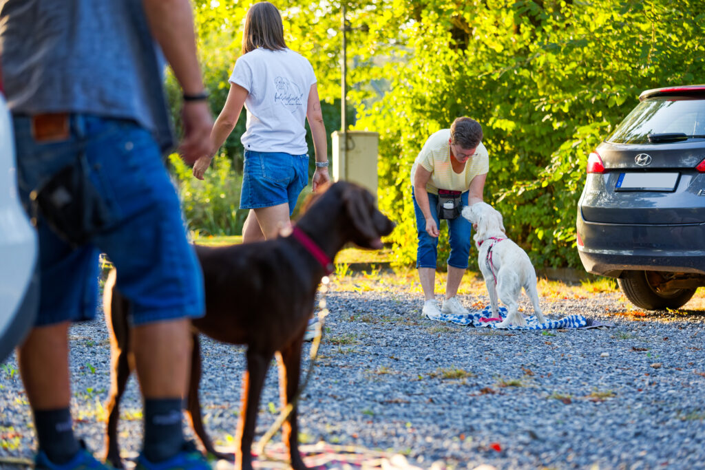 Junghundekurs auf dem Trainingsplatz: dunkelbrauner Junghund an der Leine, im Hintergrund übt ein weiteres Team mit einem weißen Hund
