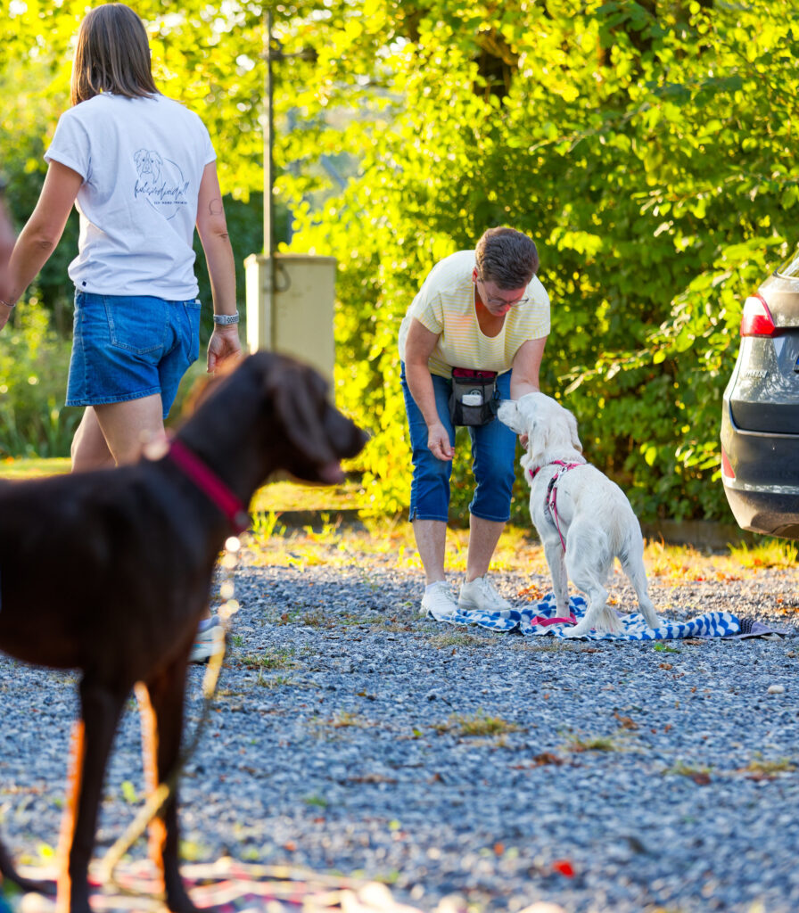 Junghundetraining in der Hundeschule in Deggendorf
