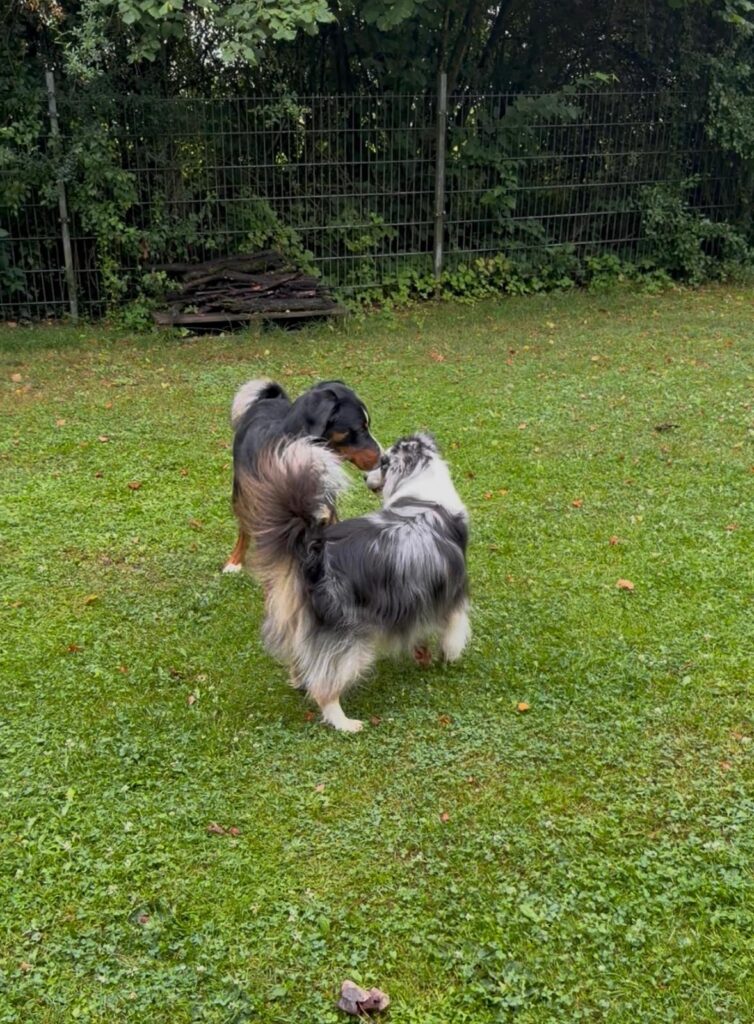 Appenzeller Sennenhund und Australian Shepherd beschnuppern sich vorsichtig auf der Wiese – angemessene Kontaktaufnahme in der Sozialkontaktstunde