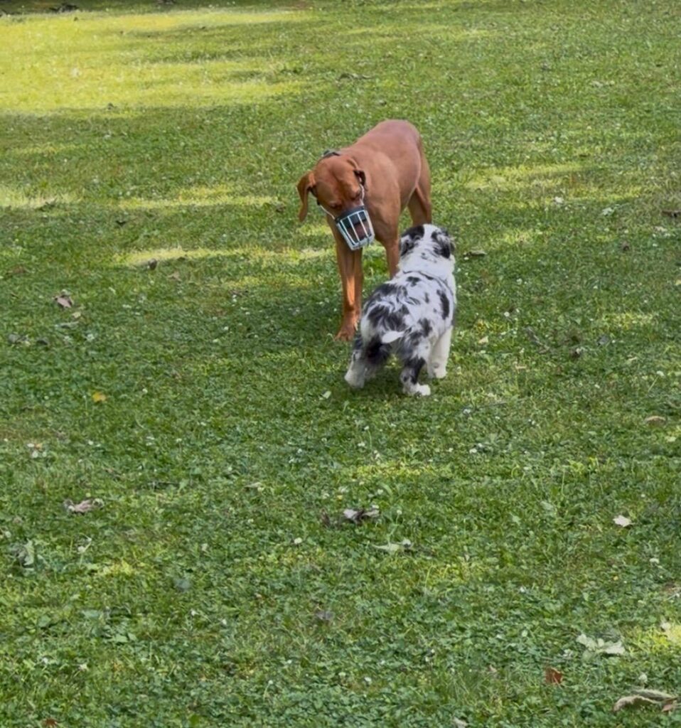 Hund mit Maulkorb begegnet einem kleinen Hund auf der Wiese – Sozialkontaktstunde in Straubing