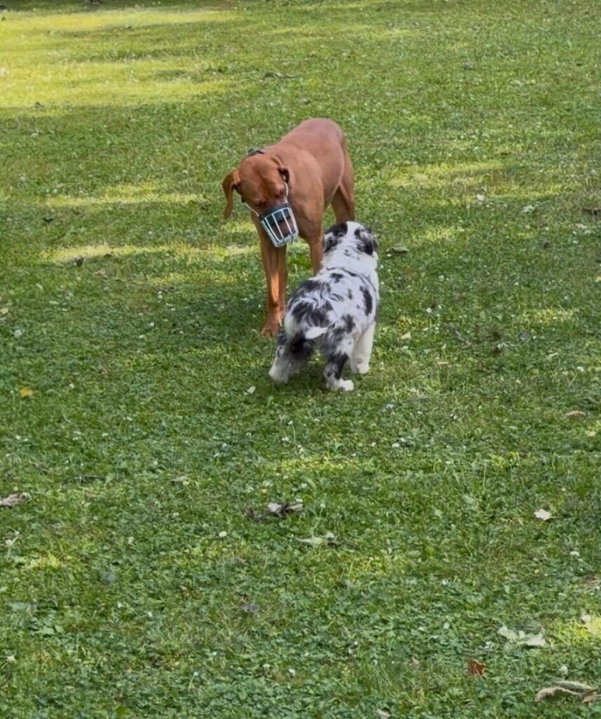 Sozialkontaktstunde: junger Australian Shepherd in Blue Merle begegnet ruhig einem größeren Hund mit Maulkorb