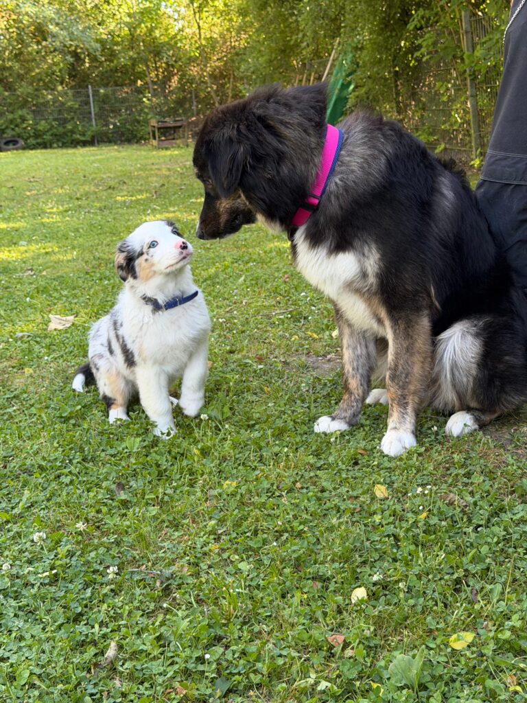 Aussie-Welpe schaut neugierig zu einem großen erwachsenen Hund hoch – Sozialkontakt zwischen Hunden jeden Alters
