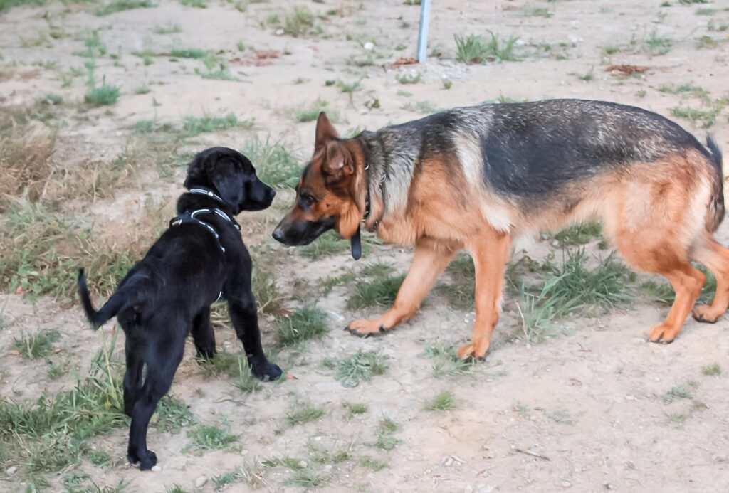 Schwarzer Welpe begegnet einem Schäferhund – Sozialkontakt für Hunde jeden Alters